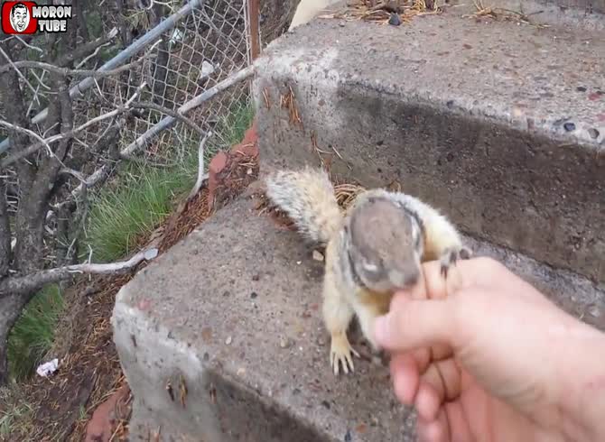 Video: A traveler is bitten by a squirrel